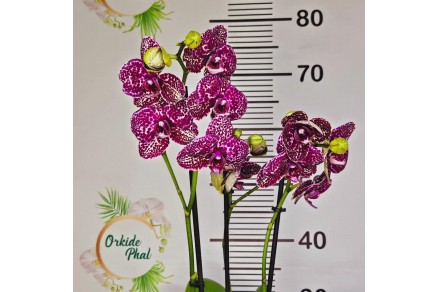 Phalaenopsis Wild Cat: Egzotik G&uuml;zelliğin İfadesi